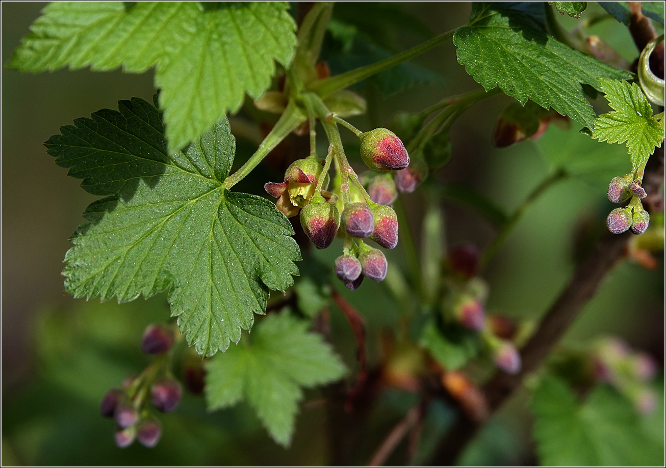 Изображение особи Ribes nigrum.