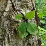 Betula costata