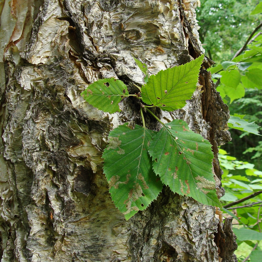 Изображение особи Betula costata.