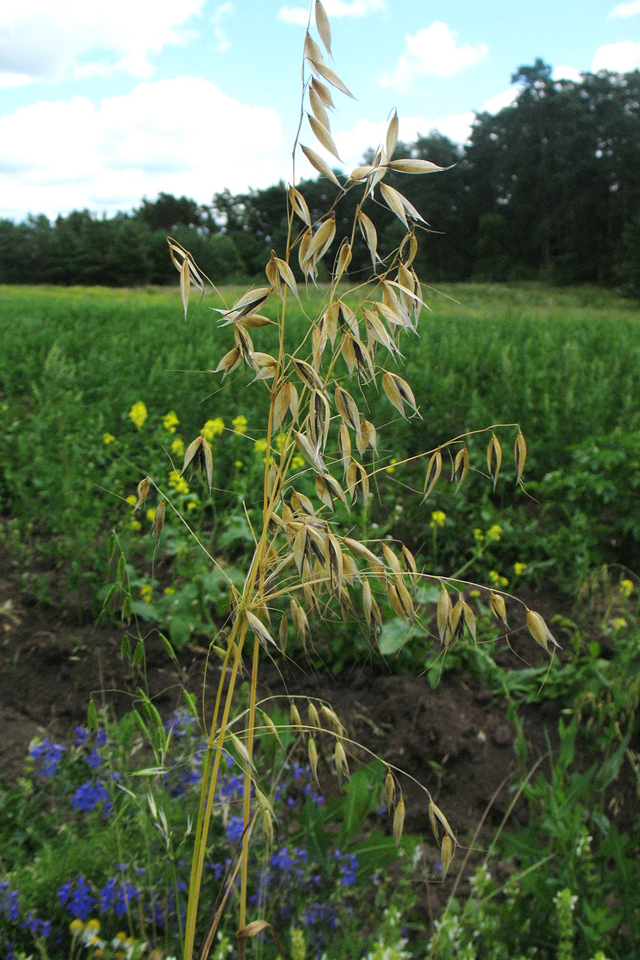 Image of Avena fatua specimen.