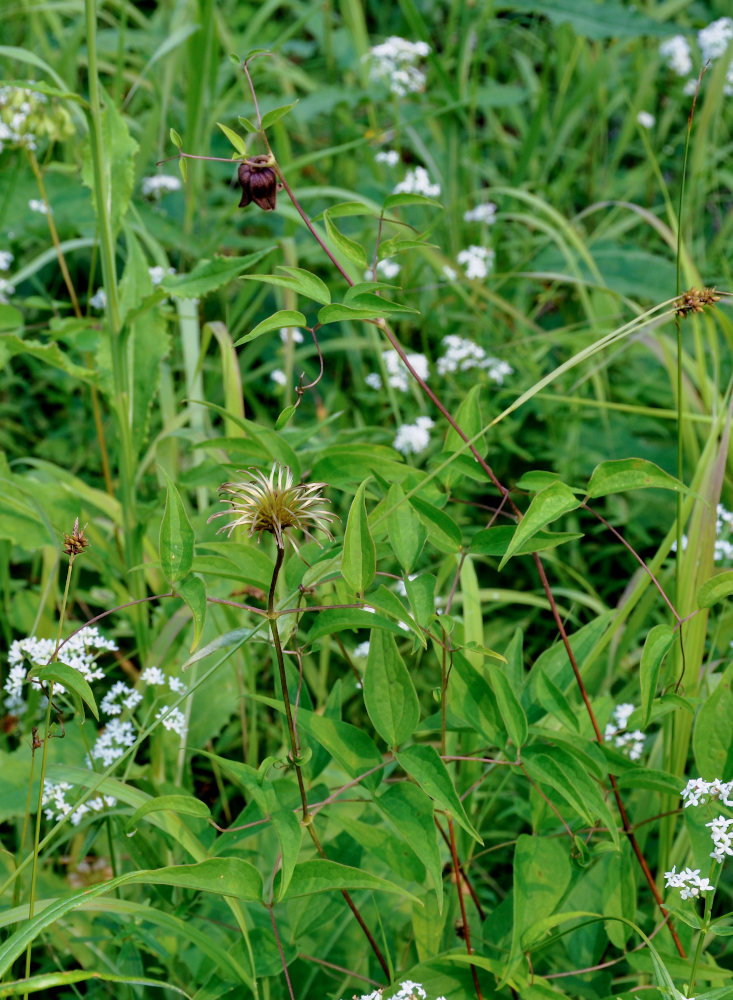 Image of Clematis fusca specimen.