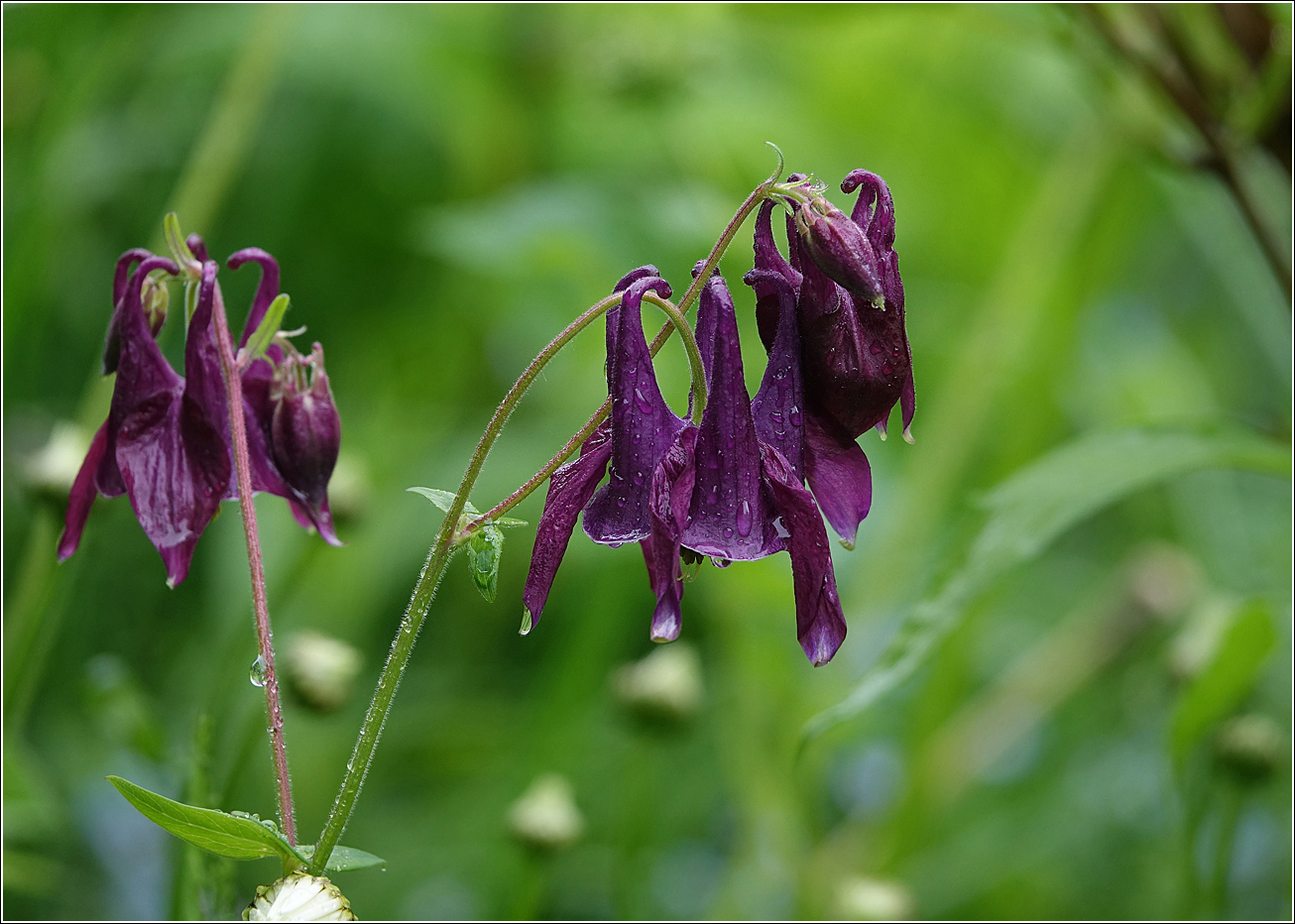 Image of Aquilegia vulgaris specimen.