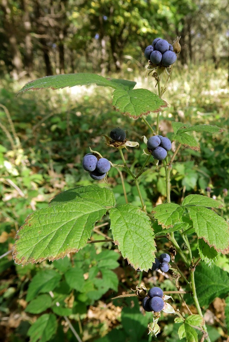 Изображение особи Rubus caesius.