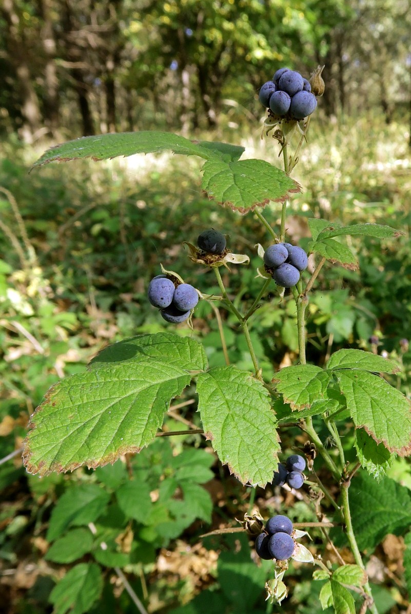 Image of Rubus caesius specimen.