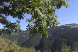 Fraxinus excelsior. Часть кроны. Испания, автономное сообщество Каталония, провинция Жирона, комарка Рипольес, муниципалитет Сеткасес, окр. н.п. Сеткасес, ≈1500 м н.у.м., южный склон горы Puig d’en Santana, зарастающая кустарником переходная зона от леса к выгону. 08.10.2023.