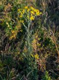 Senecio jacobaea. Цветущее растение. Оренбургская обл., Кувандыкский гор. округ, заповедник \"Шайтан-Тау\", хр. Шайтан-Тау, ≈ 500 м н.у.м., луговой склон. 06.07.2023.