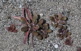 genus Leiospora. Вегетирующие и плодоносящие растения. Киргизия, Ошская обл., Памир, Заалайский хр., долина р. Ачик-Таш, ≈ 3600 м н.у.м., песчаный берег ледникового озера. 07.07.2022.