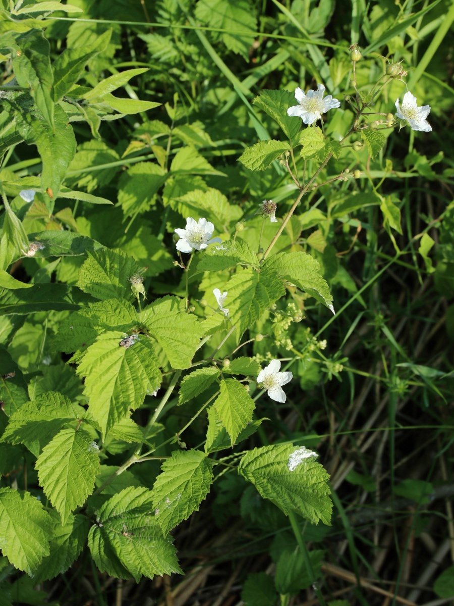 Изображение особи Rubus caesius.