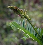 Astragalus falcatus. Соцветие в бутонах. Пермский край, Кунгурский р-н, окр. дер. Дейково, окр. ур. Греховская гора, крутой склон. 04.06.2023.