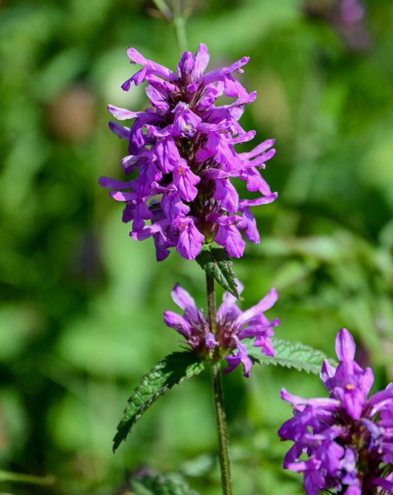 Image of Betonica betoniciflora specimen.