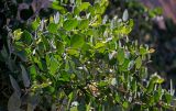 Capparis spinosa. Побеги с бутонами (слева). Марокко, обл. Драа - Тафилалет, хр. Высокий Атлас, ущелье р. Зиз, на каменной стене тоннеля. 03.01.2023.