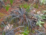 Ophiopogon planiscapus. Вегетирующее растение. Краснодар, парк \"Краснодар\", Японский сад, в культуре. 21.03.2024.