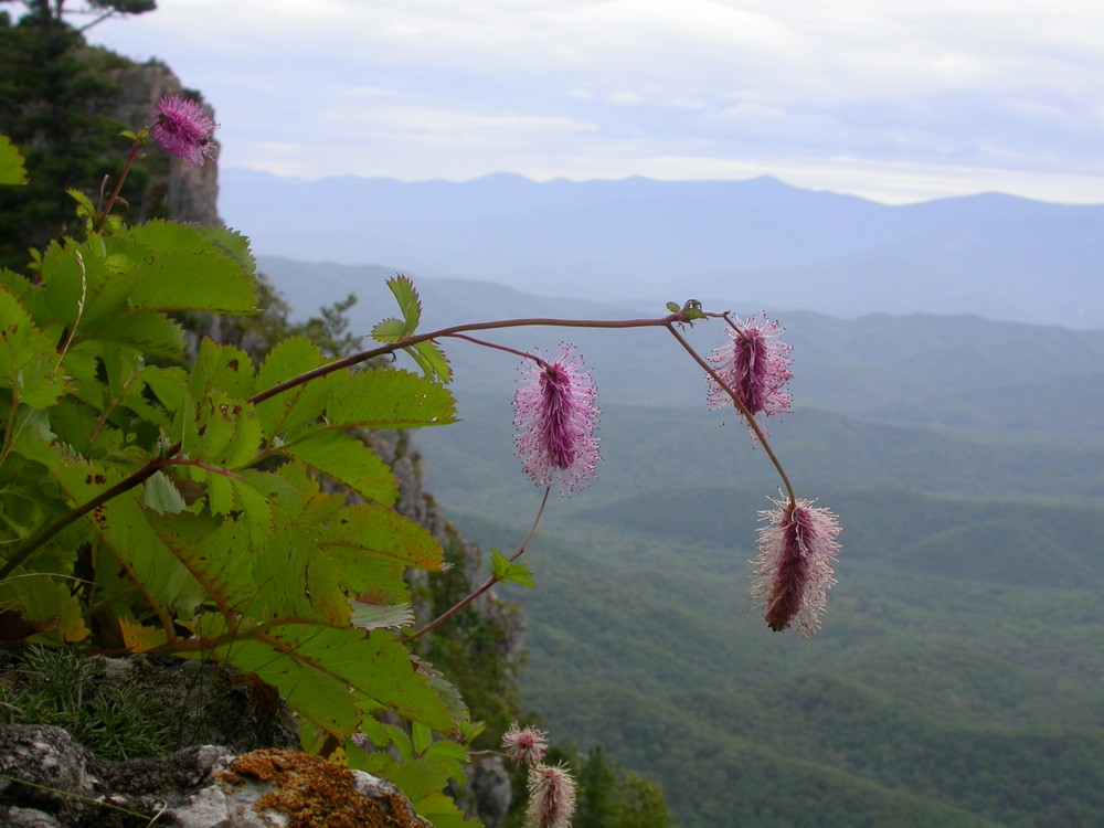 Изображение особи Sanguisorba magnifica.