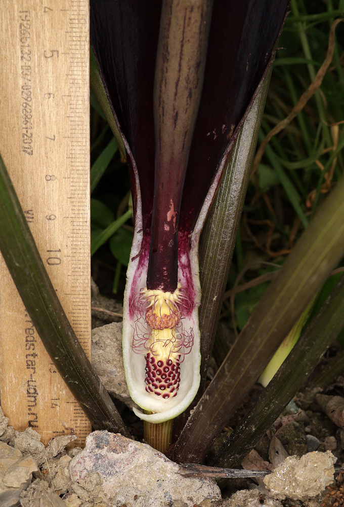 Image of Arum elongatum specimen.