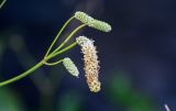 Sanguisorba tenuifolia. Отцветающее и нераспустившиеся соцветия. Курильские о-ва, о-в Итуруп, окр. мыса Одесский, подножие лугового склона. 21.08.2023.