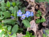 Myosotis amoena. Цветки и бутоны. Краснодарский край, г/о Сочи, Адлерский р-н, окр. пгт Красная поляна, экотропа «Кругозор Ефремова», склон горы, широколиственный лес. 09.04.2022.