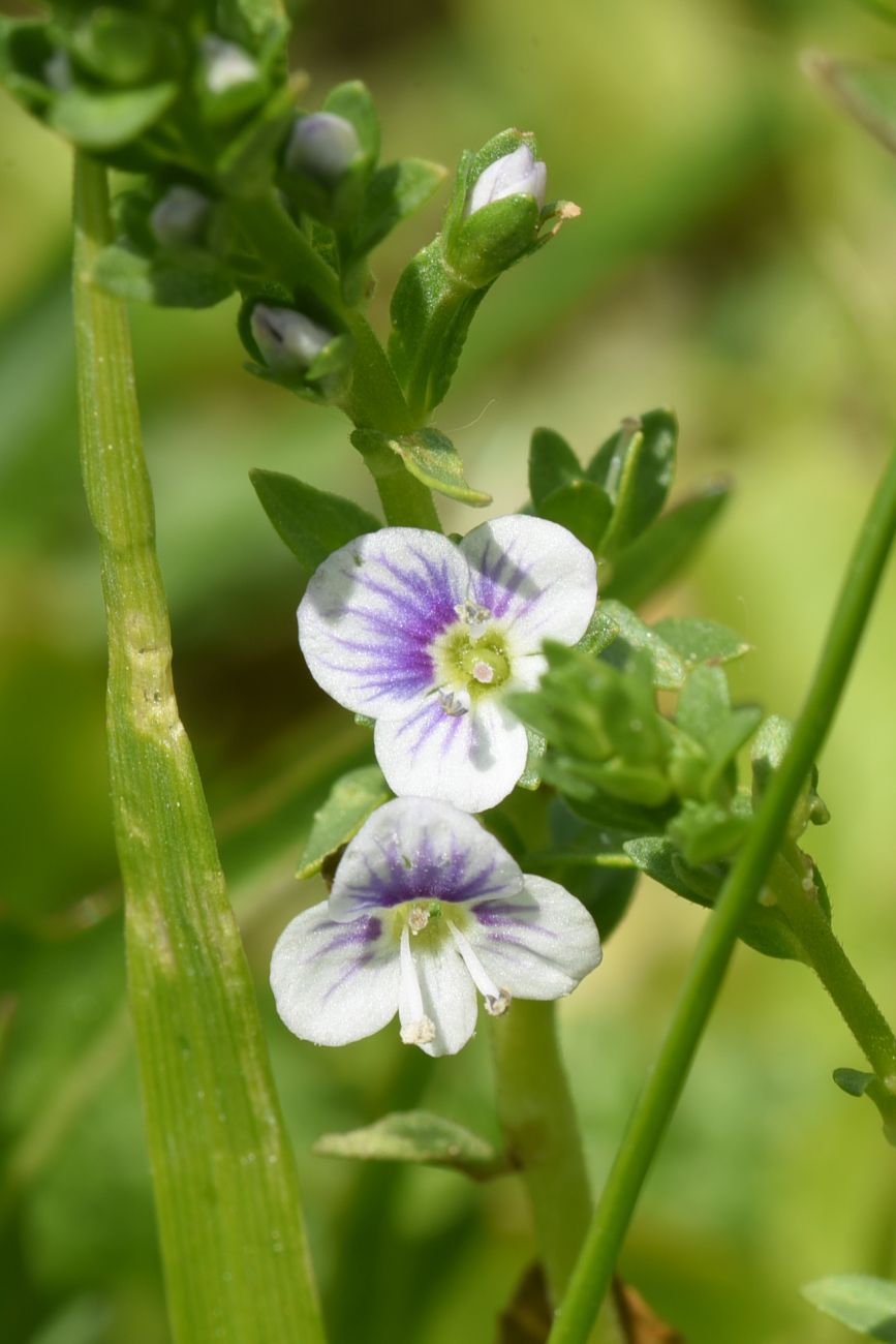 Image of Veronica serpyllifolia specimen.