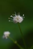 Sanicula europaea