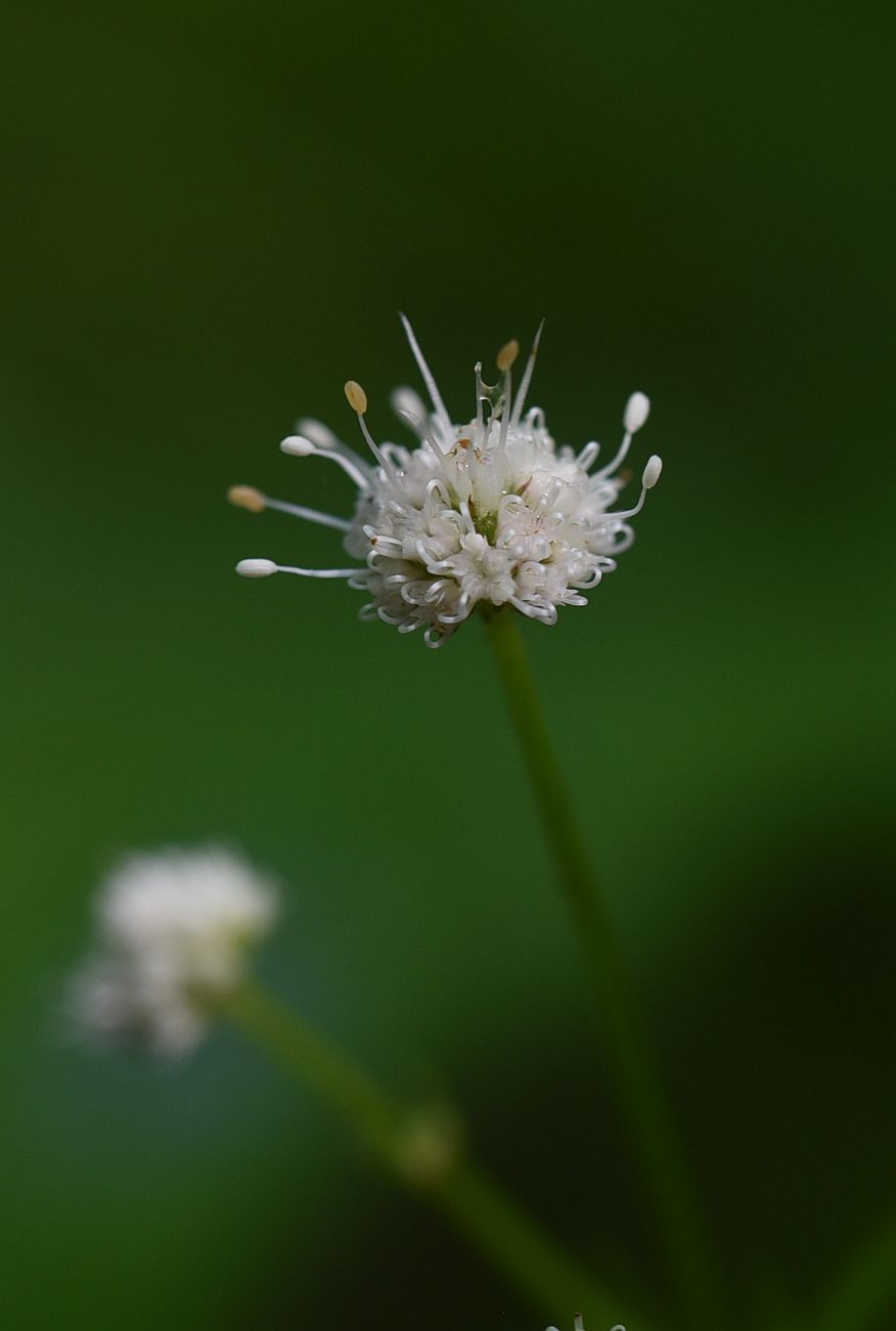 Изображение особи Sanicula europaea.