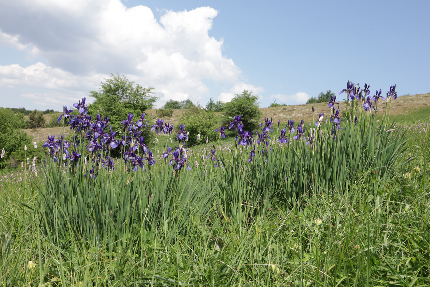 Image of Iris sibirica specimen.