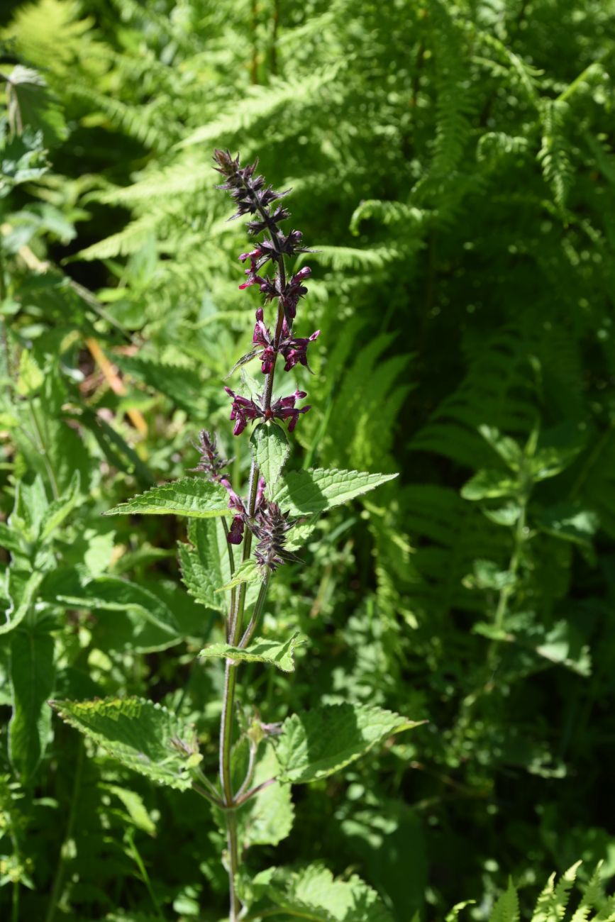 Изображение особи Stachys sylvatica.