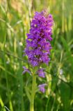 Dactylorhiza baltica