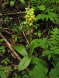 Orchis pallens