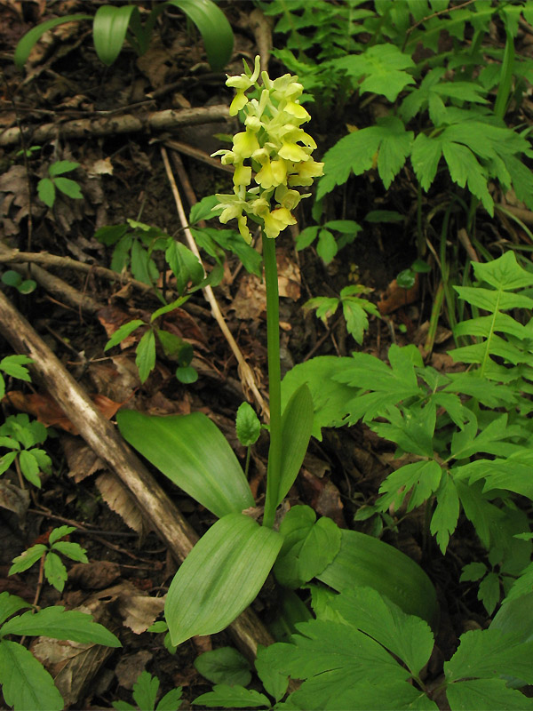 Изображение особи Orchis pallens.