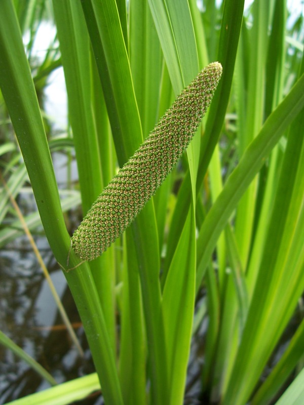 Изображение особи Acorus calamus.