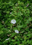 Calystegia silvatica