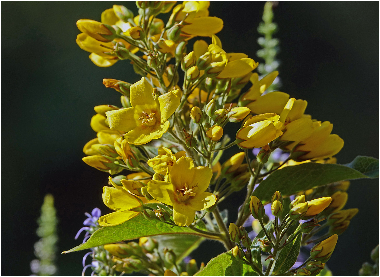 Image of Lysimachia vulgaris specimen.