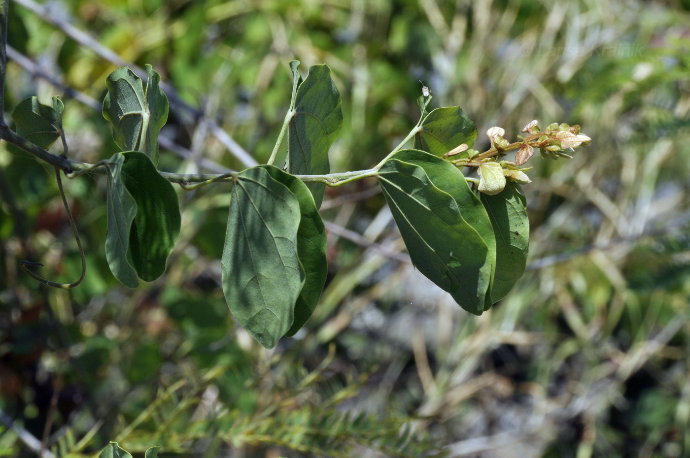 Изображение особи Phanera bracteata.