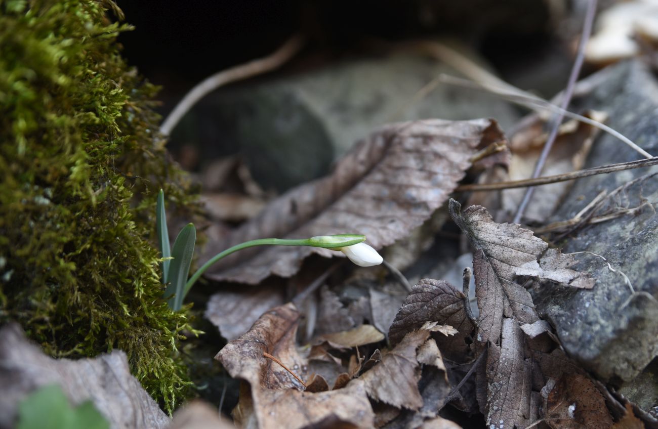 Изображение особи Galanthus alpinus.