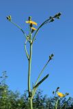 Sonchus arvensis