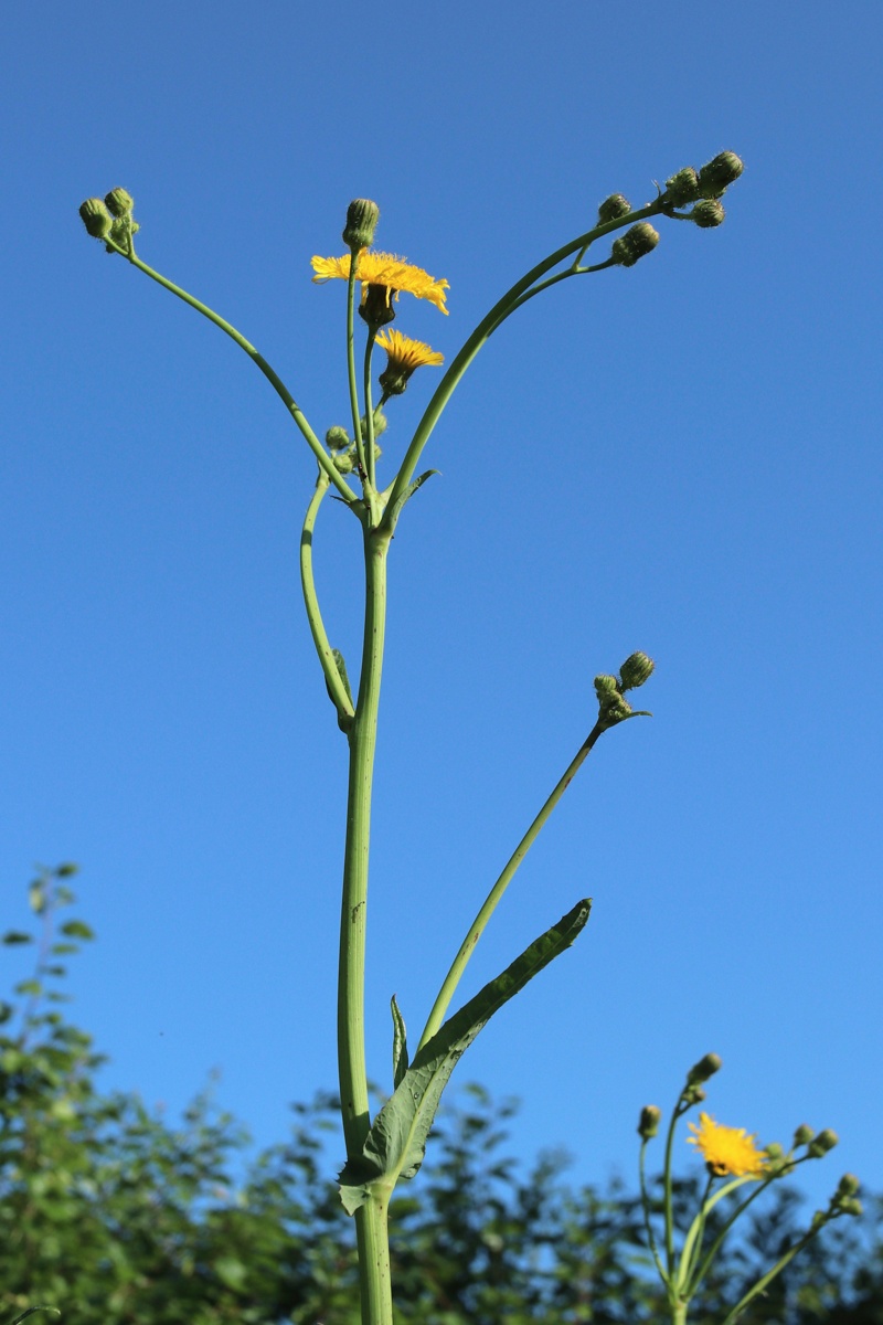 Изображение особи Sonchus arvensis.