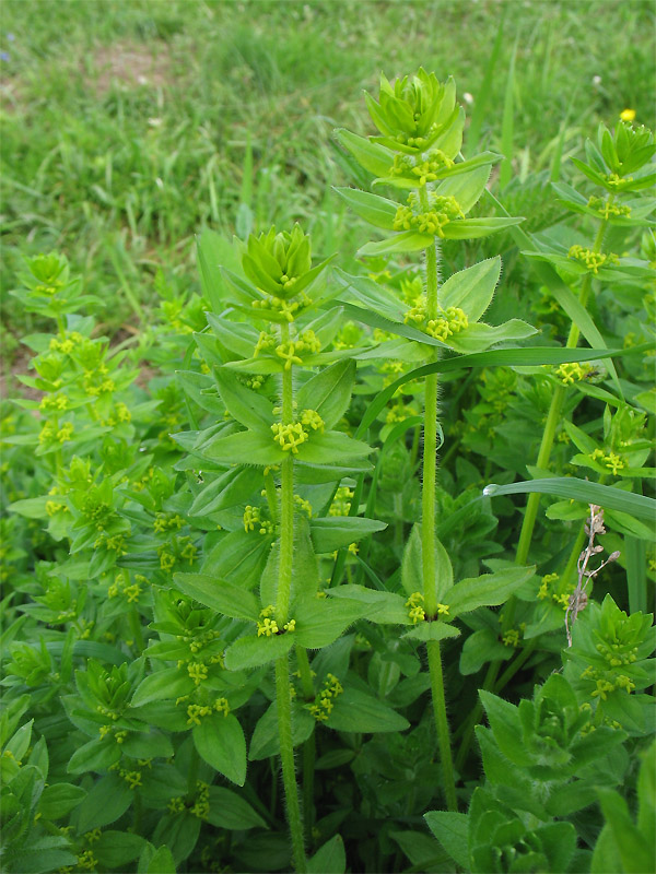 Image of Cruciata laevipes specimen.