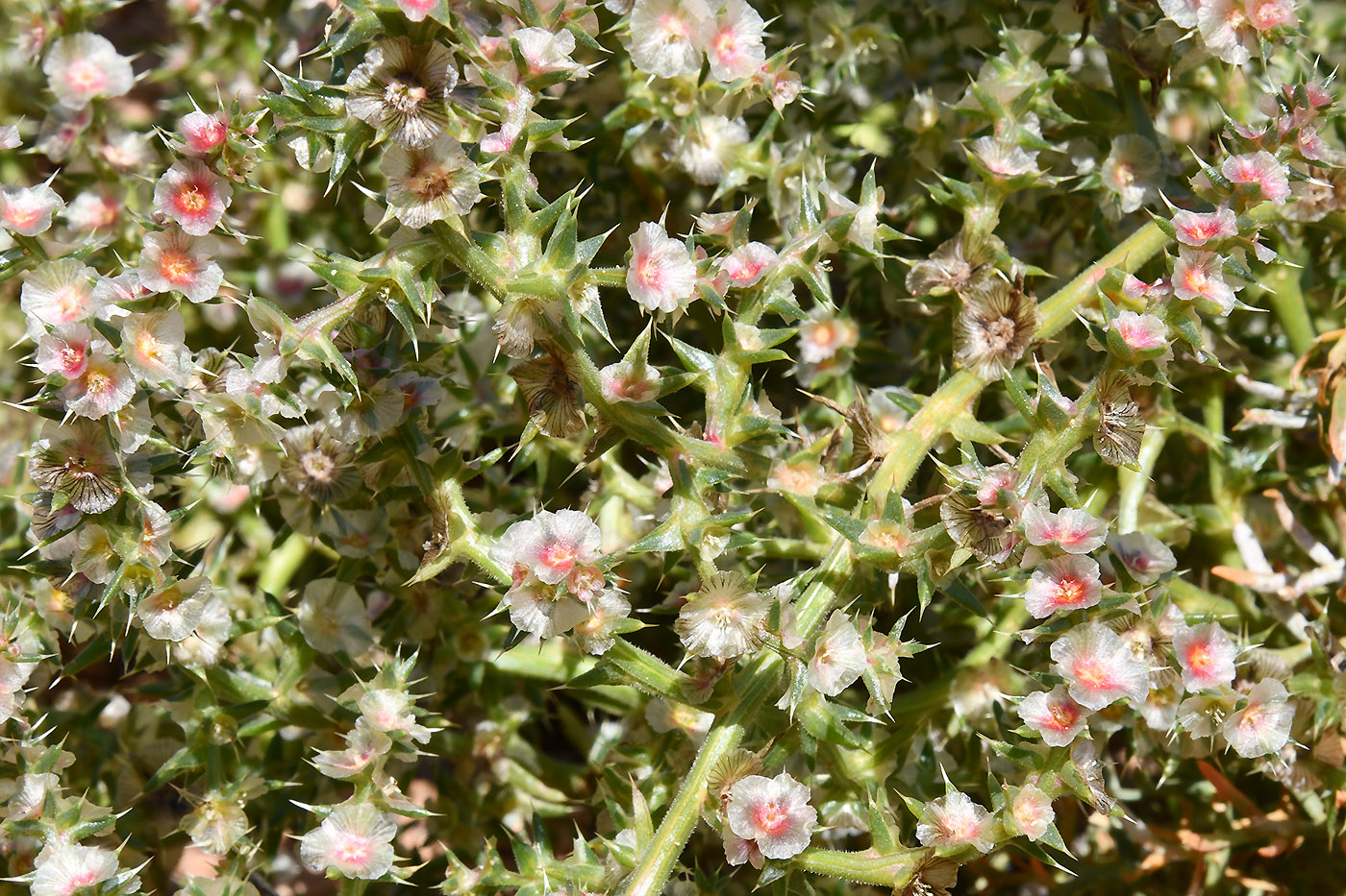 Image of Salsola tragus specimen.