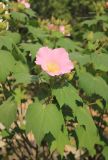 Hibiscus mutabilis