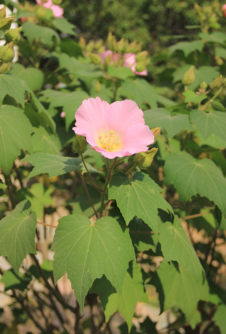 Image of Hibiscus mutabilis specimen.