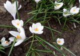 View full-size image Crocus vernus