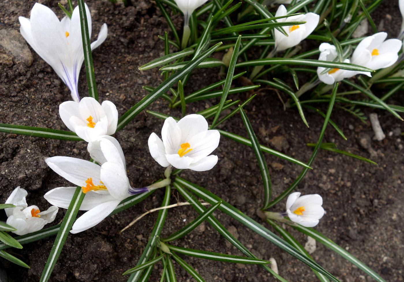 Изображение особи Crocus vernus.
