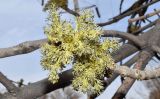 род Fraxinus