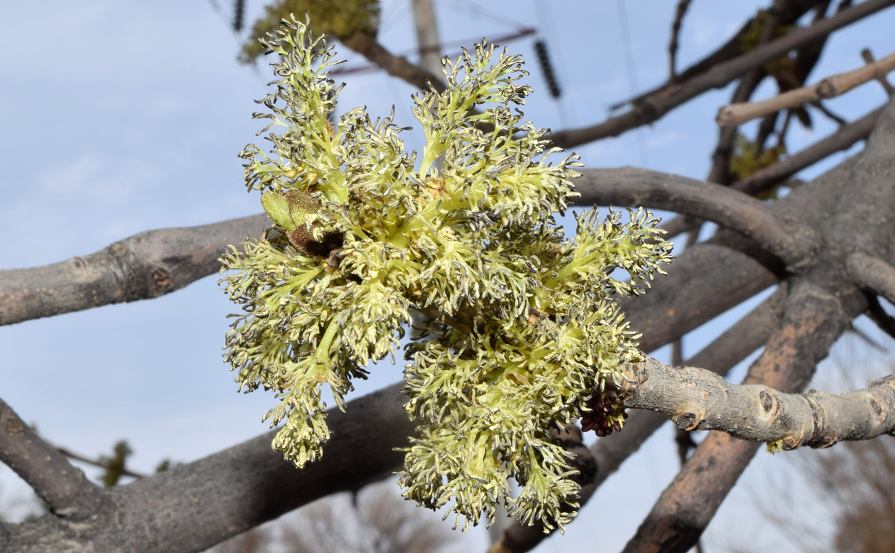 Изображение особи род Fraxinus.