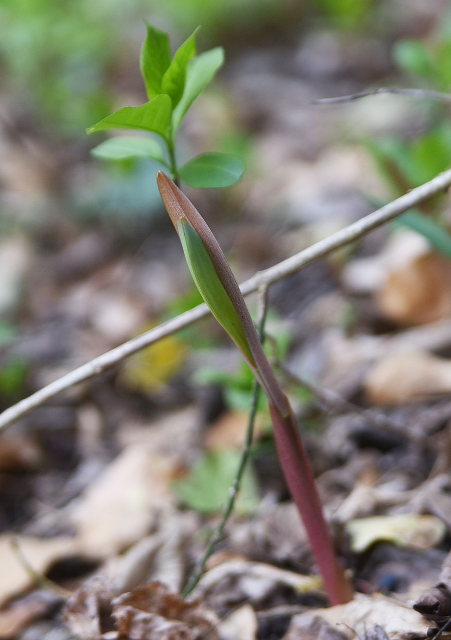 Image of genus Polygonatum specimen.