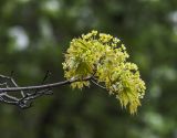 Acer platanoides