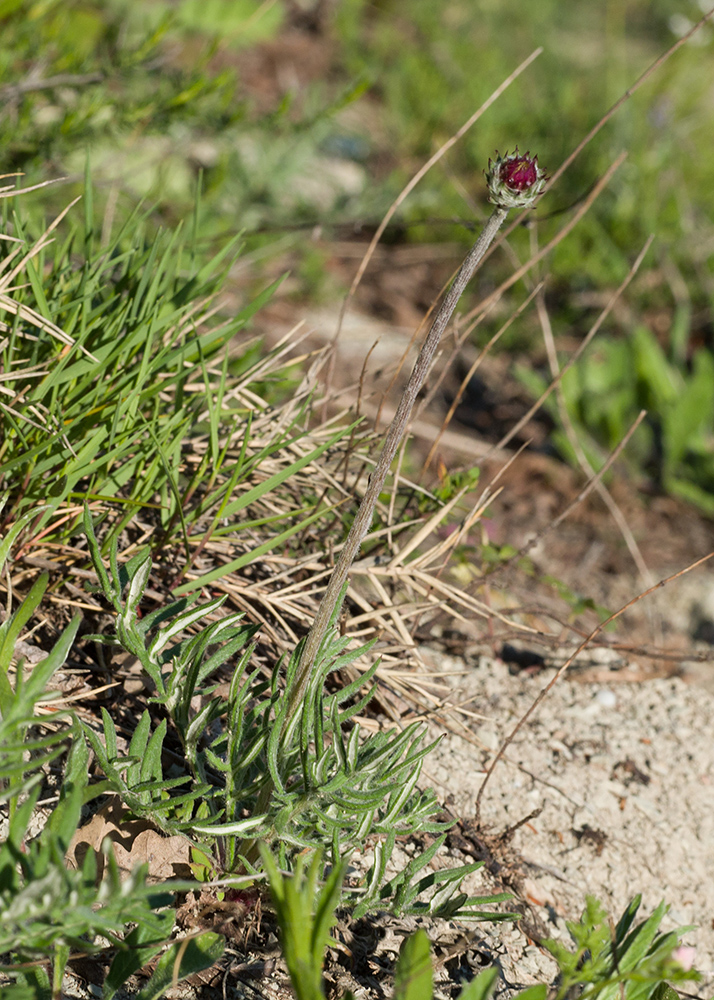 Image of Jurinea blanda specimen.