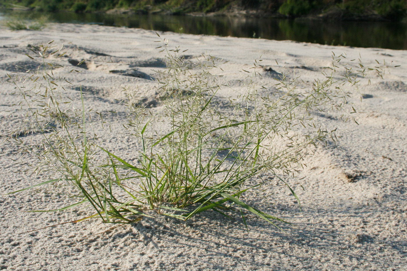 Image of genus Arrhenatherum specimen.