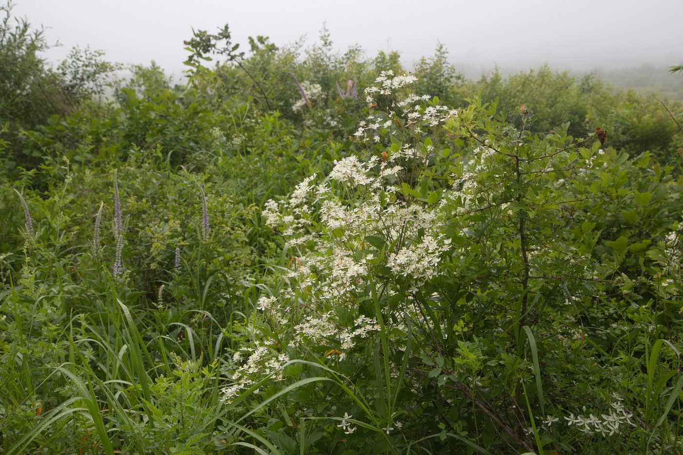 Image of Clematis mandshurica specimen.