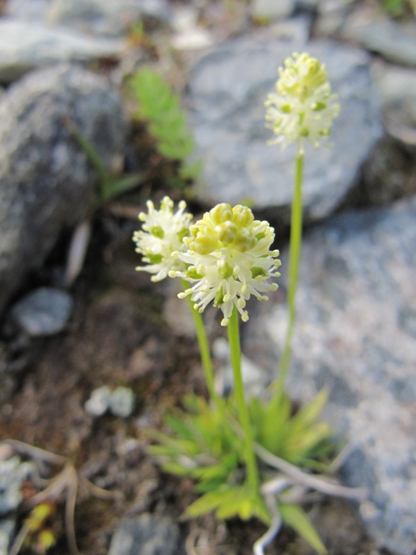 Image of Tofieldia pusilla specimen.