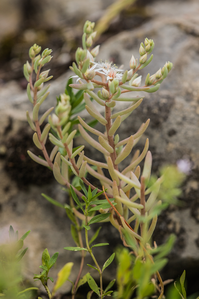 Изображение особи Sedum hispanicum.
